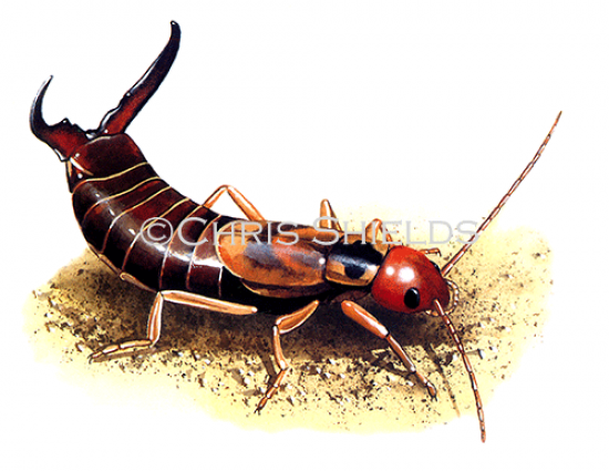 Illustration of Earwig male (Forticula auricularia) (#1461)