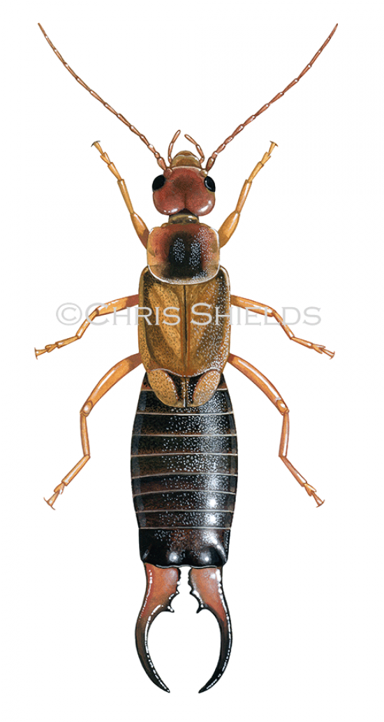 Illustration of Earwig (male) Forticula auricularia (#2646)
