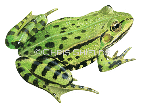 Illustration of Edible Frog (Pelophylax esculentus) (#4167)