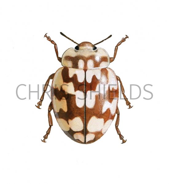 Illustration of Eighteen-spot Ladybird (Myrrha 18-guttata) (#0493)
