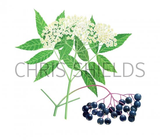 Illustration of Elder leaves & berries (Sambucus nigra) (#3686)