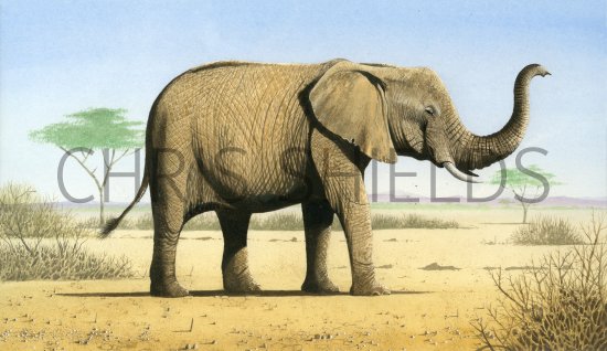 Illustration of Elephant (African) Loxodonta Africana (#4194)