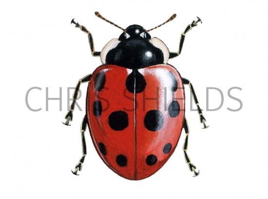 Illustration of Eleven-spot Ladybird (coccinella 11-punctata) (#0494)