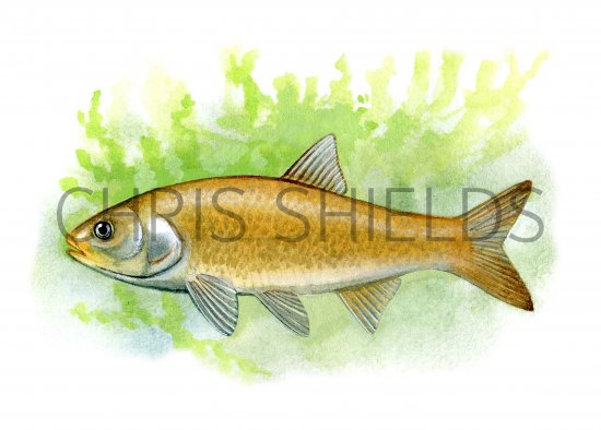 Illustration of Golden Orfe (Leuciscus idus (#0167)