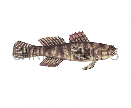 Illustration of Zebra Goby (Zebrus zebrus) (#3057)