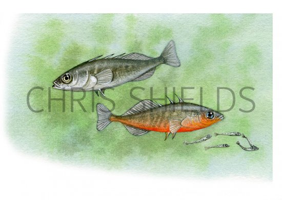 Illustration of Stickleback (Three-spined) Gasterosteus aculeatus (#0190)
