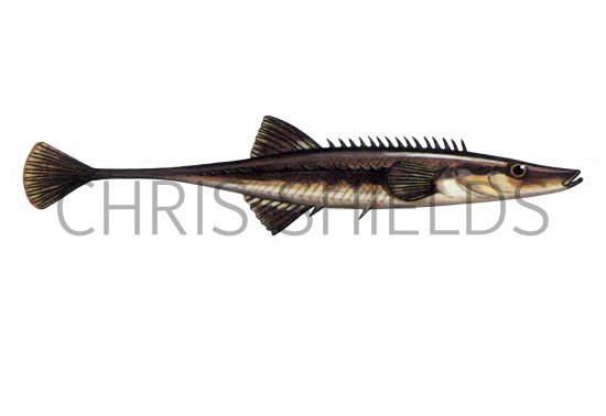 Illustration of Fifteen-spine Stickleback (Spinachia spinachia) (#1050)
