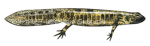 Illustration of Fire Salamander elf (Salamandra salamandra) (#3094)