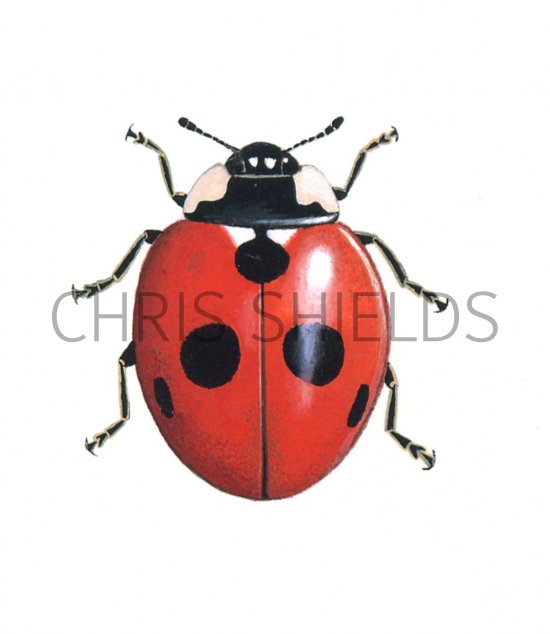 Illustration of Five-spot Ladybird (Coccinella 5-punctata) (#0497)