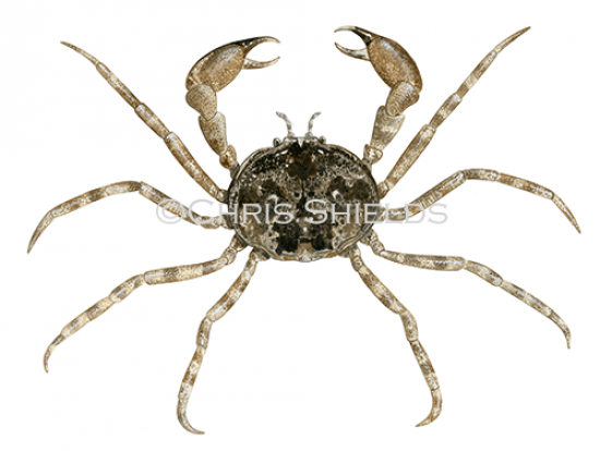 Illustration of Flattened Crab (Halicarcinus planatus) (#4670)