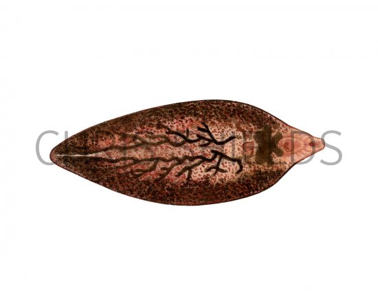 Illustration of Fluke Worm (Fasciola hepatica) (#3195)