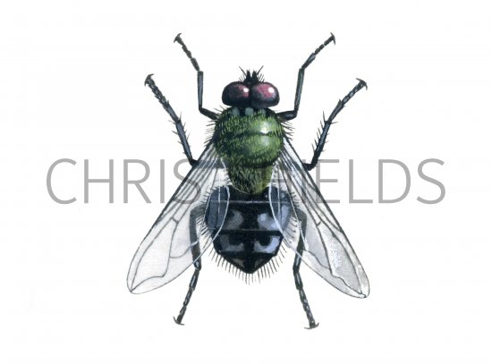 Illustration of Fly (Cluster) Pollenia rudis (#1150)