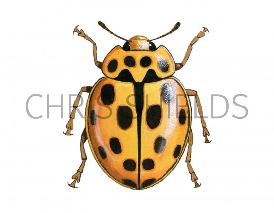 Illustration of Fourteen-Spot Ladybird (Black on Yellow) Propylea 14-puncata (#0498)