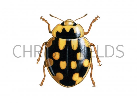 Illustration of Fourteen-Spot Ladybird (Yellow on Black) Propylea 14-puncata (#0499)