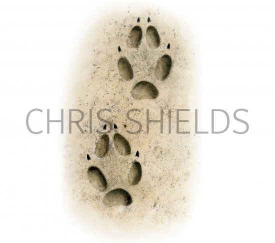 Illustration of Fox Footprints (#4183)