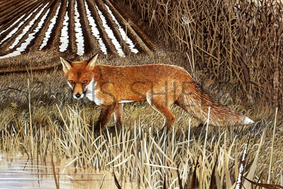 Illustration of Fox (red) Vulpes vulpes (#1318)