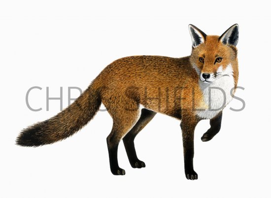 Illustration of Fox (red) Vulpes vulpes (#0257)