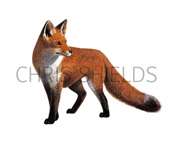Illustration of Fox (red) Vulpes vulpes (#2094)
