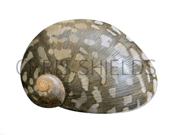 Illustration of Freshwater Nerite (Theodoxus fluviatilis) (#2835)