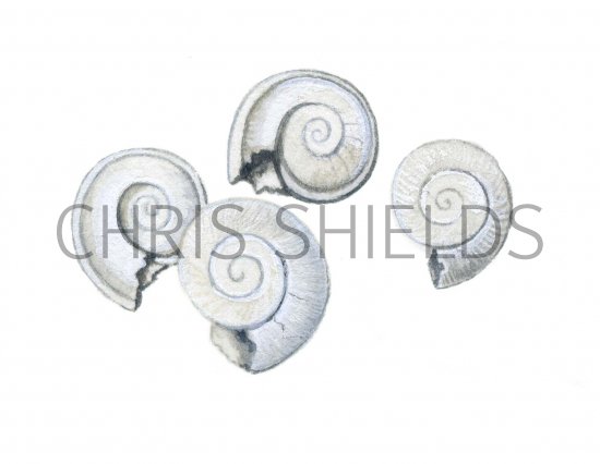 Illustration of Freshwater Snail Fossils (Planorbis) (#0227)