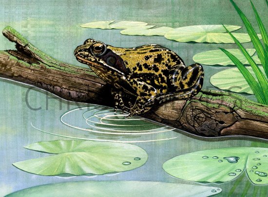 Illustration of Common Frog (Rana temporaria) (#2851)