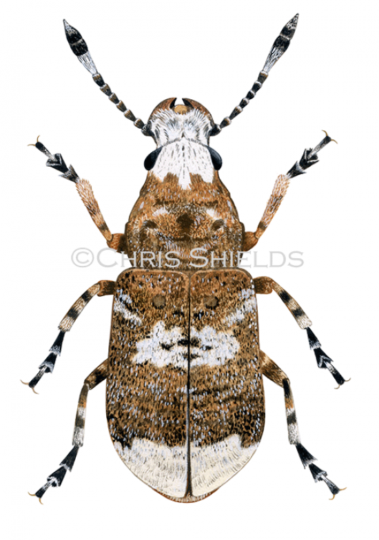Illustration of Fungus Weevil (Platystomos albinus) (#4723)