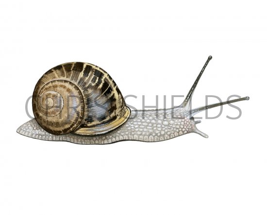 Illustration of Common Garden Snail (Helix aspersa) (#2290)