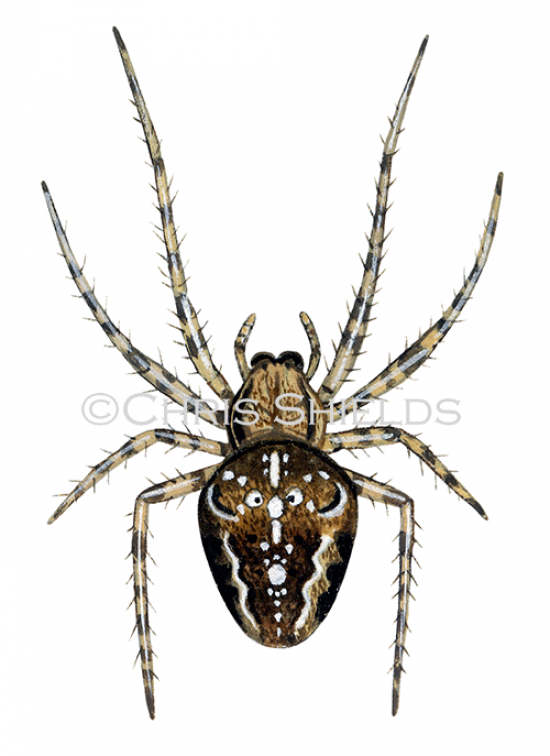 Illustration of Garden Spider (Araneus diadematus) (#1153)