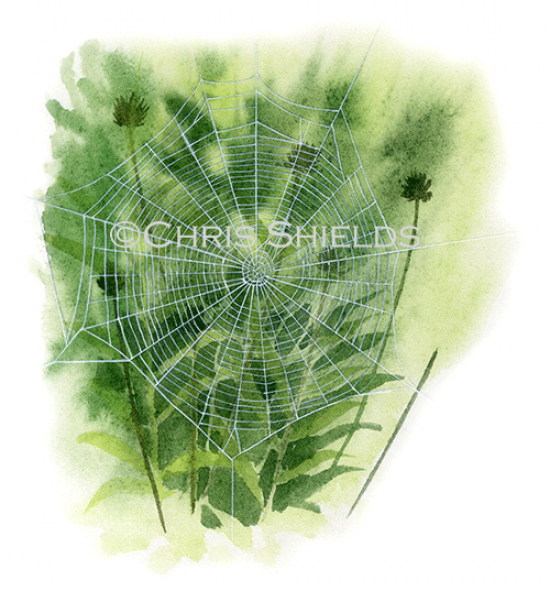 Illustration of Garden Spider web (Araneus diadematus) (#1508)