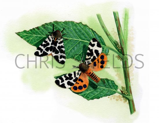 Illustration of Garden Tiger Moth (Arctia caja) (#0926)