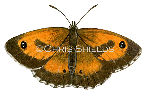 Illustration of Gatekeeper (Pyronia tithonus) (#3455)