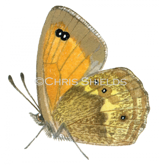 Illustration of Gatekeeper (male) Pyronia tithonus (#0304)