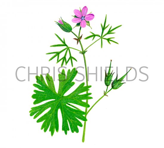 Illustration of Geranium dissectum (Cut-leaved Cranes-bill) (#2767)