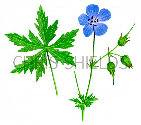 Illustration of Geranium pratense (Meadow Cranes-bill) (#2768)