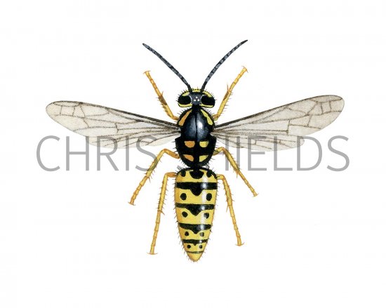 Illustration of German Wasp worker (Vespula germanica) (#1114)