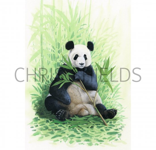 Illustration of Giant Panda (Ailuropoda melanoleuca) (#3745)