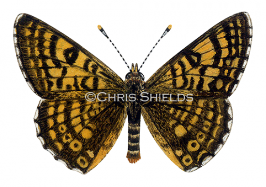 Illustration of Glanville Fritillary (Melitaea cinxia) (#1472)