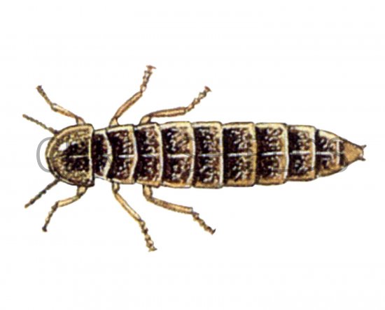 Illustration of Glow-worm (female) Lampyis noctiluca (#1559)