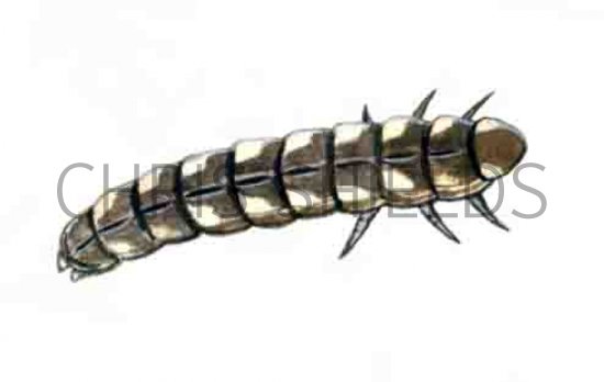 Illustration of Glow-worm (larvae) Lampyis noctiluca (#1561)