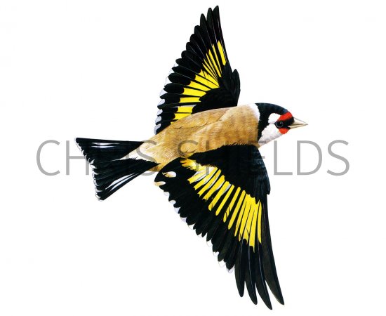 Illustration of Goldfinch (Carduelis carduelis) (#1826)