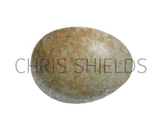 Illustration of Goldcrest egg (Regulus regulus) (#2438)