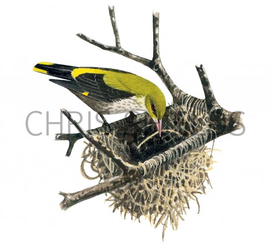Illustration of Golden Oriole female (Oriolus auratus) (#0151)