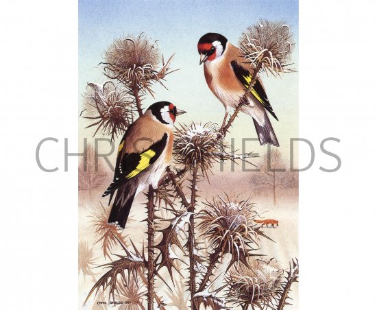 Illustration of Goldfinch (Carduelis carduelis) (#3746)