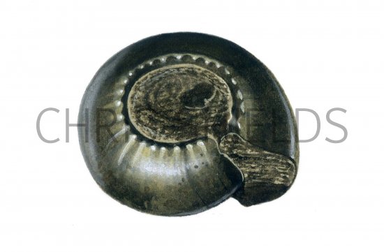 Illustration of Goniatite Fossil (Gastrioceras) (#0220)