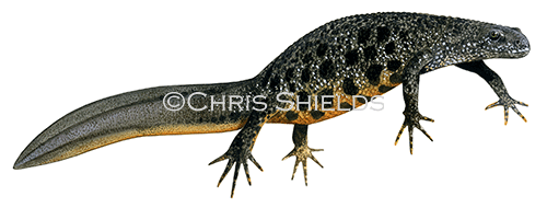 Illustration of Great Crested Newt female (Triturus cristatus) (#0708)