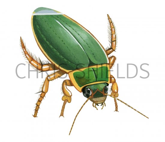 Illustration of Great Diving Beetle (Dytiscus marginalis) (#3430)