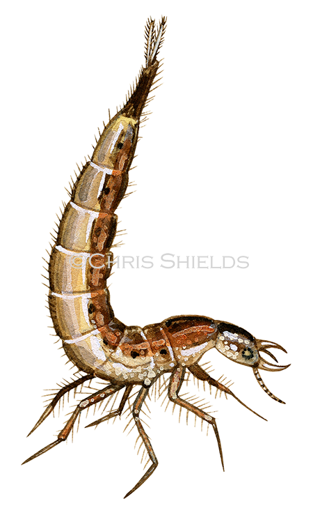 Illustration of Great Diving Beetle Larvae (Dytiscus marginalis) (#2144)