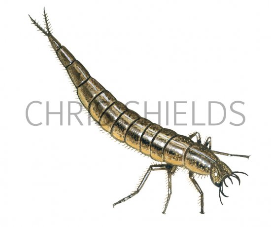 Illustration of Great Diving Beetle Larvae (Dytiscus marginalis) (#3435)