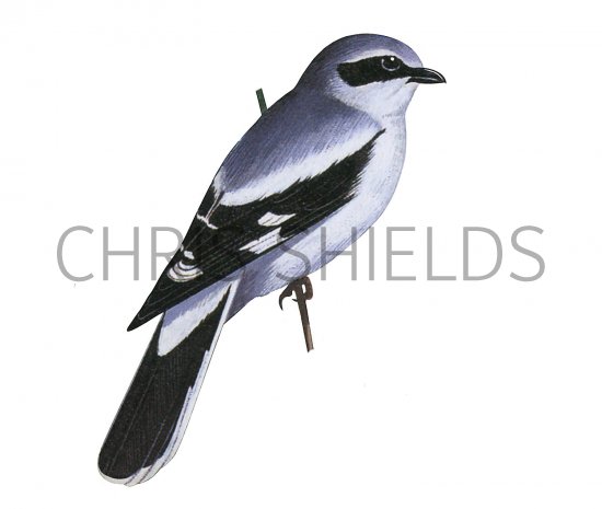Illustration of Great Grey Shrike (#3244)