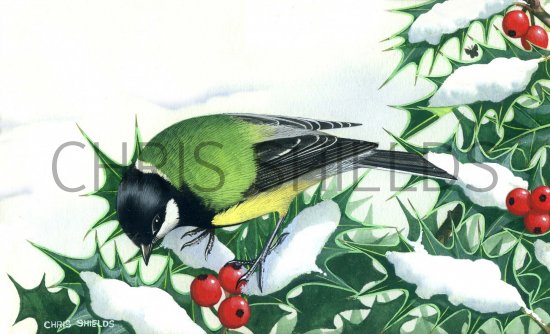 Illustration of Great Tit (Parus major) (#0149)